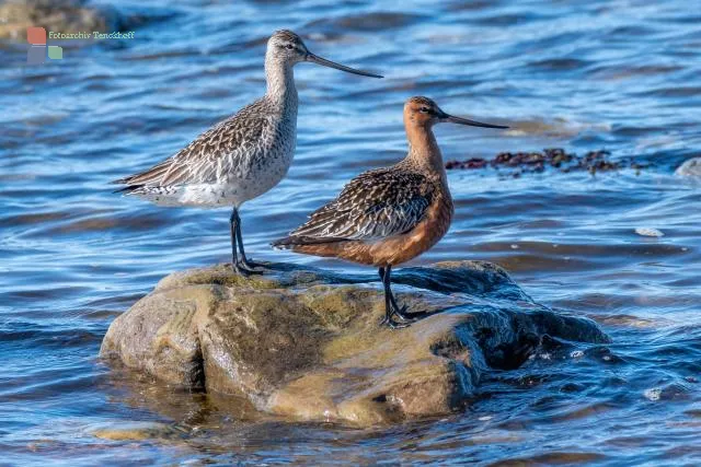Pair of bar-tailed godwits on Ekkerøy