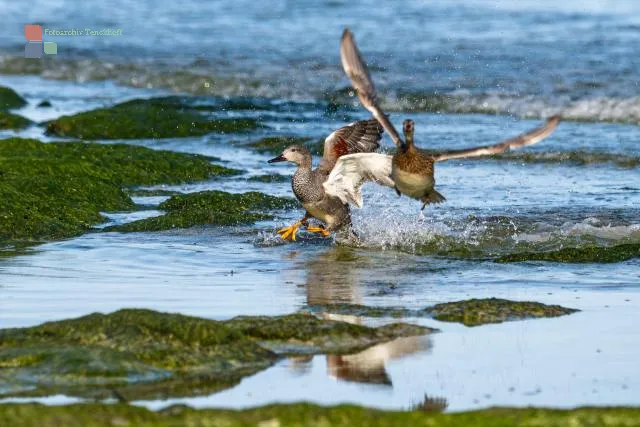 Battle of the Gadwall on the Baltic coast of Bornholm