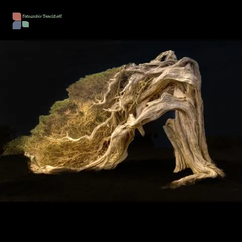 A juniper tree bent by the wind on El Hierro, the little Canary Island