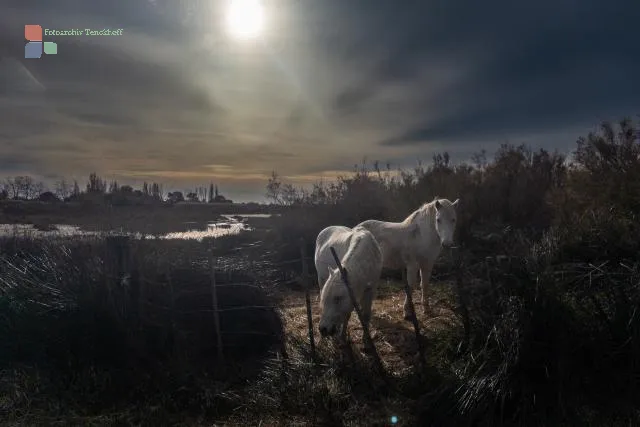Die Wildpferde der Camargue