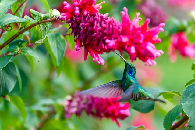 Hummingbird in the sea of flowers