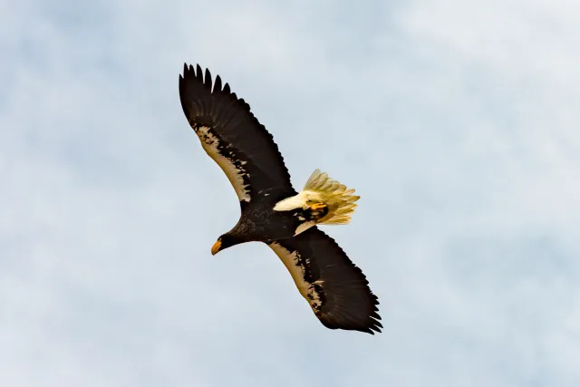 Steller's Sea Eagle on Hokkaido