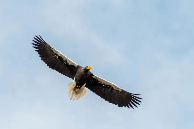 Steller's Sea Eagle on Hokkaido