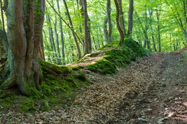 The moss-framed paths in the Hanfcreek valley