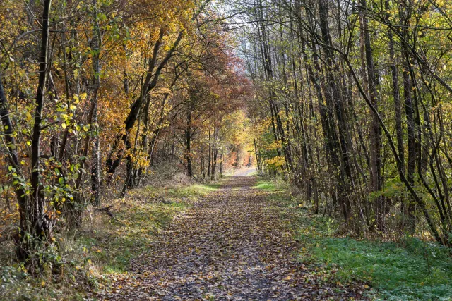 Herbstliche Wege im Hanfbachtal