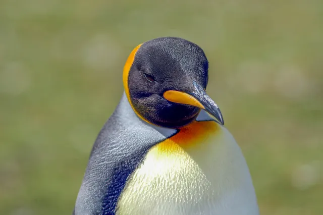 King penguin at Volunteerpoint, east island of the Falklands