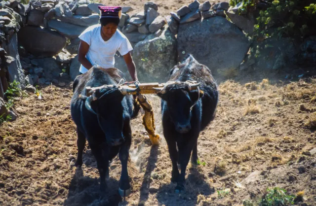 Agriculture on Taquile