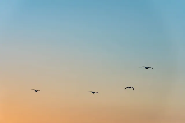 Vögel im Sonnenuntergang über dem Atlantik vor Irlands Küste
