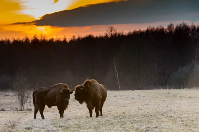 Białowieża: The last free bisons