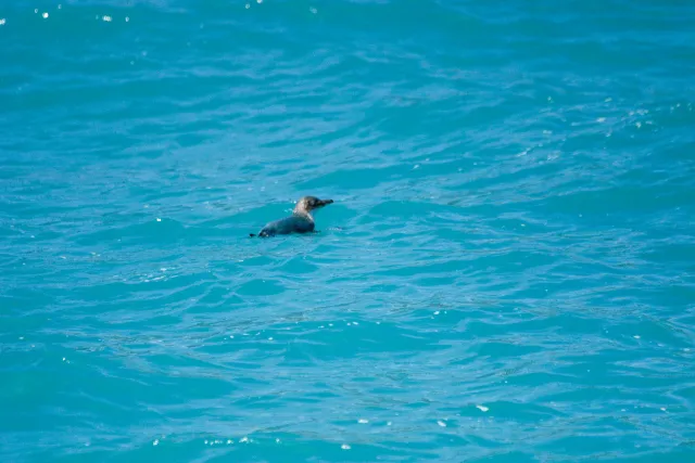 Little penguin in the sea near New Zealand