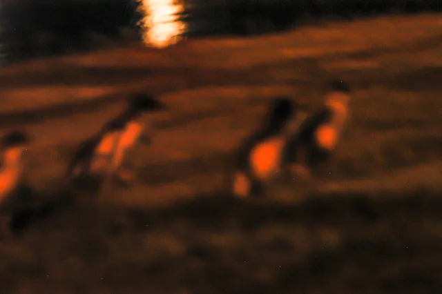 Zwergpinguine kommen nachts in Oamaru (Neuseeland) an Land