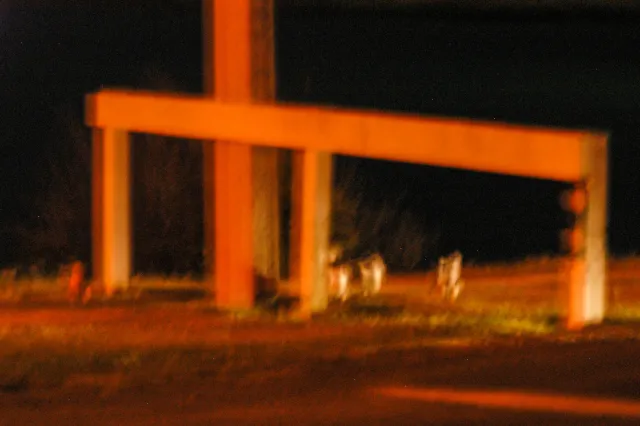 Zwergpinguine kommen nachts in Oamaru (Neuseeland) an Land