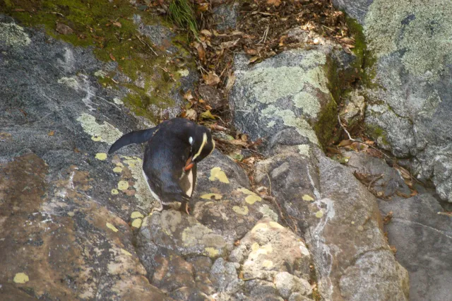 Dickschnabelpinguine auf der Südinsel von Neuseeland