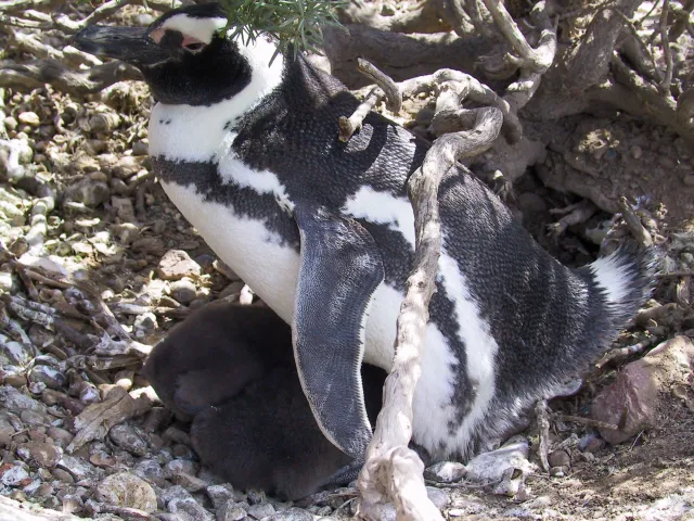 Magellanic penguins in Argentina