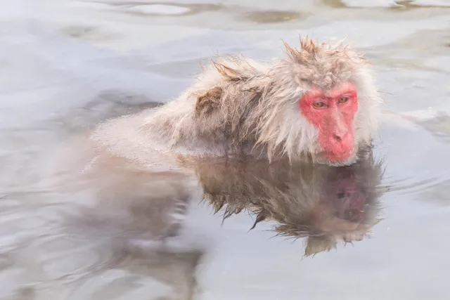 Japanischer Makake im heißen Pool, Yudanaka