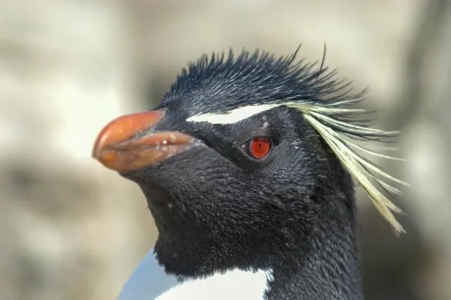 Rockhopper penguin on Pebble Island