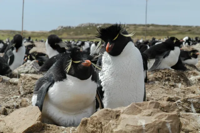 The rockhopper penguin colony on Pebble Island, one of the Falkland Islands