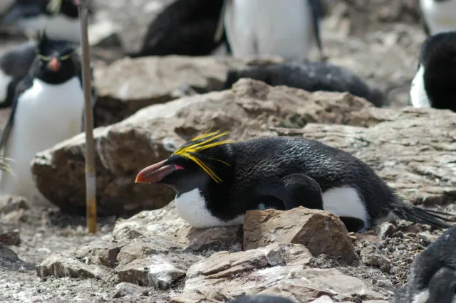 Macaroni Penguin on Pebble Island