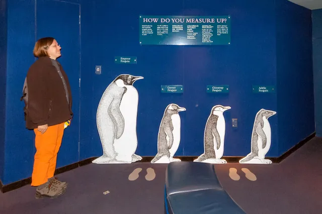 Große und kleine Pinguine
