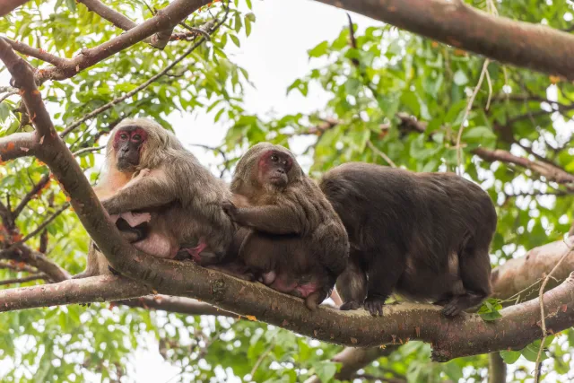 Makakenfamilie mit Jungem