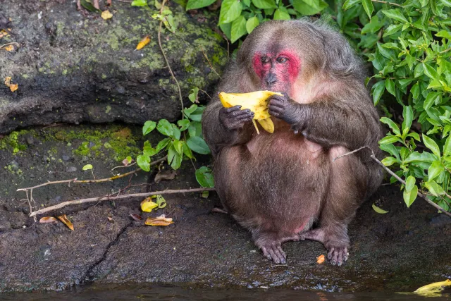 Overweight bear macaque