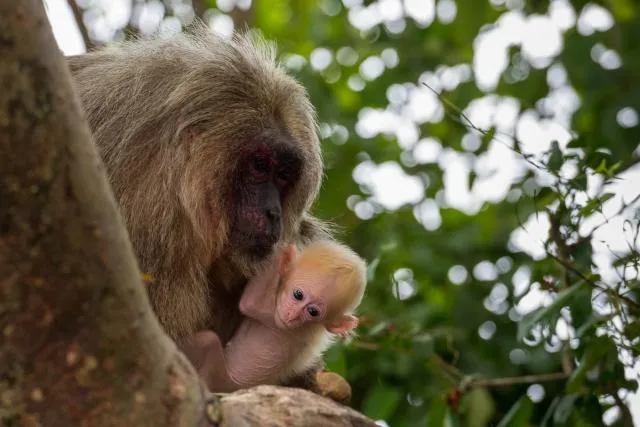 Bear macaque on Isla de los Monos