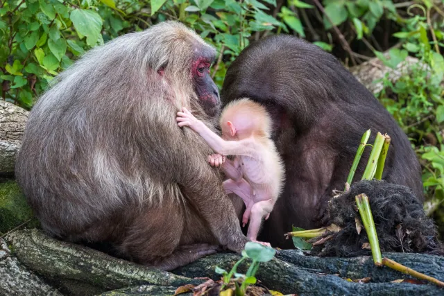 Macaque family with cub