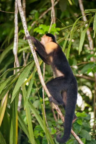 Panamanian white-faced capuchin on the Panama Canal