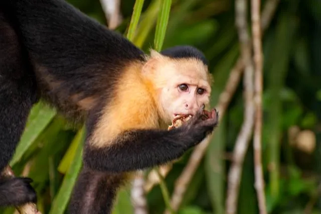 Panamanian white-faced capuchin on the Panama Canal