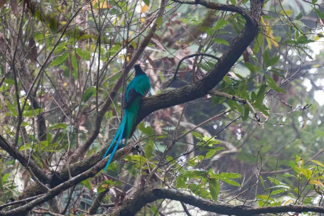 Quetzal in the jungle near Boquete
