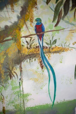 Drawing of a quetzal