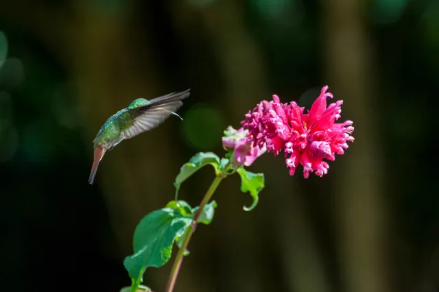 Rufous-tailed hummingbird in Boquete, Panama