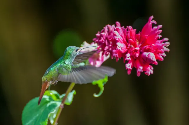 Rufous-tailed hummingbird in Boquete, Panama