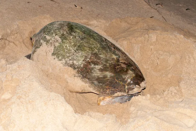 Lederschildkröte am Strand von Maputaland