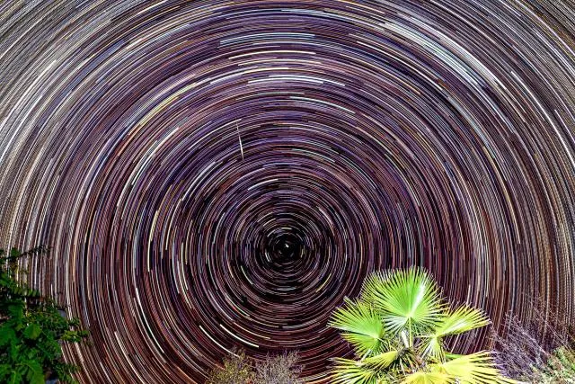 Startrails with a palm tree