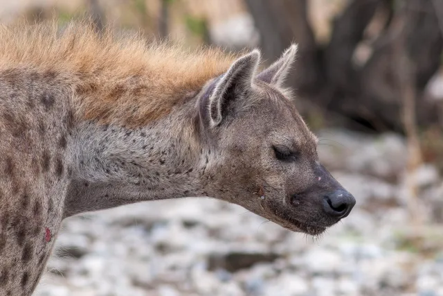 Spotted hyenas in the Etoshapark