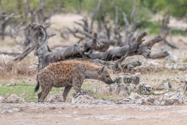 Spotted hyenas in the Etoshapark