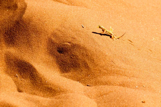 Eidechse in der Wüste Namib