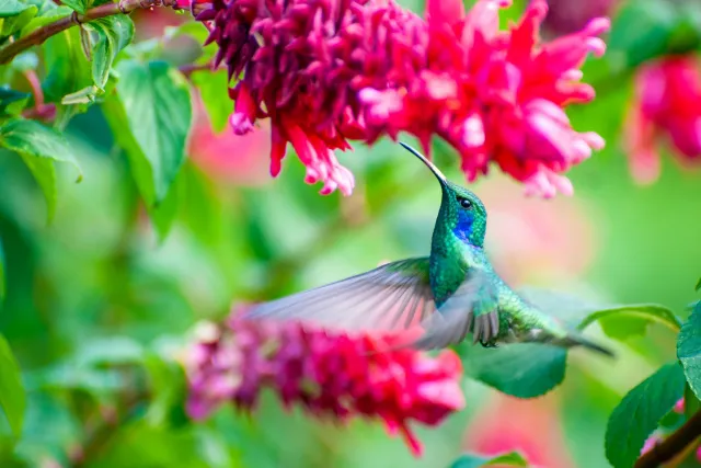 Violet ear hummingbird (Colibri coruscans)