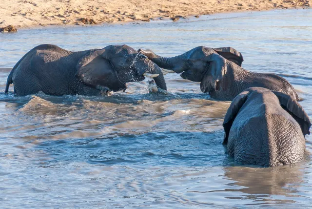 Badespaß einer Elefantenherde im Kruger-Nationalpark