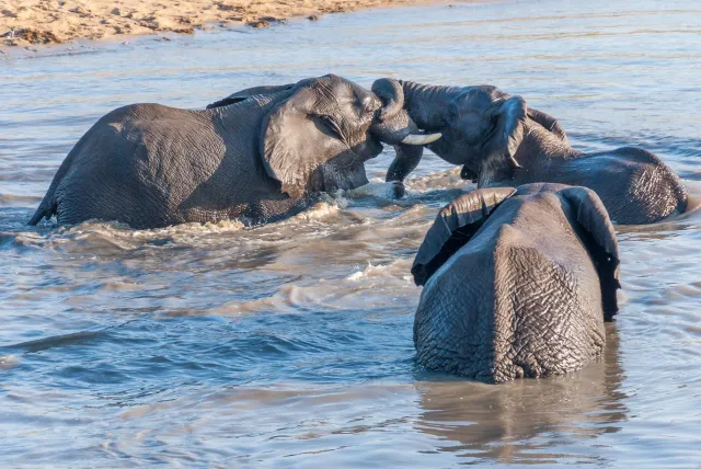 Bathing fun with a herd of elephants in the Kruger National Park