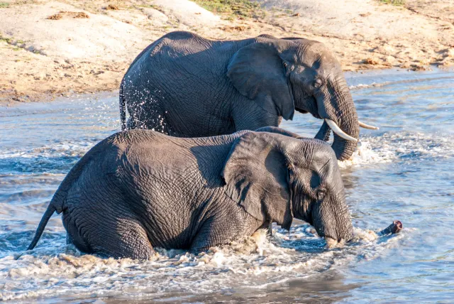 Badespaß einer Elefantenherde im Kruger-Nationalpark