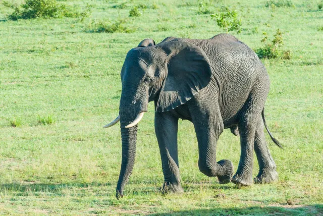 Bull elephant in Kruger National Park
