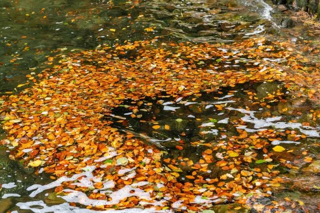 Herbstliche Blätter auf dem Schweriner See