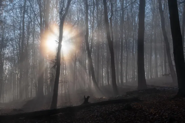 Sonne und Nebel im Buchenwald