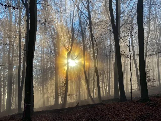 Sun and fog in the beech forest