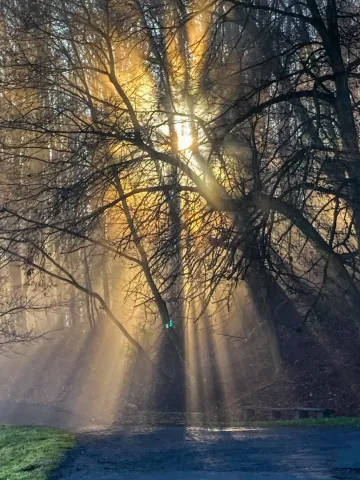 Sonne und Nebel im Buchenwald