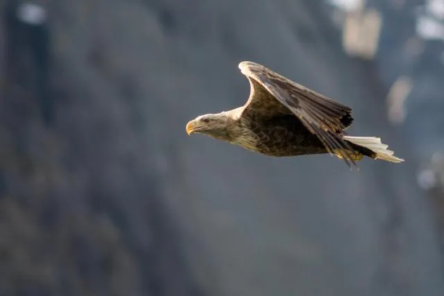 Seeadler auf den Lofoten