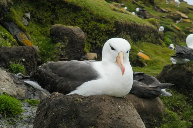 Black-browed albatrosses in the Falklands