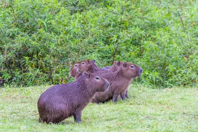 Capybara oder Wasserschwein (Hydrochoerus hydrochaeris)